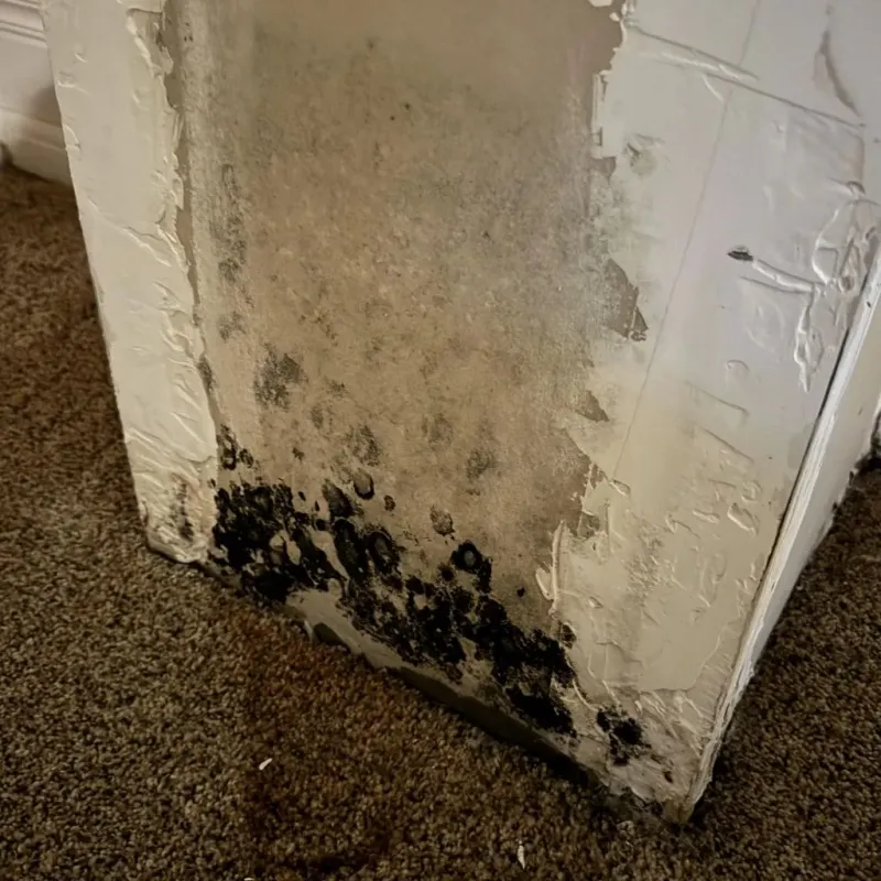 Professional Mold Removal in Castle Point, MO